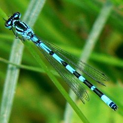 Coenagrion ornatum